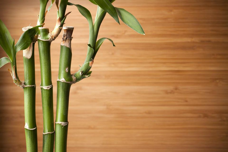 What Is Bamboo Mean In Spanish