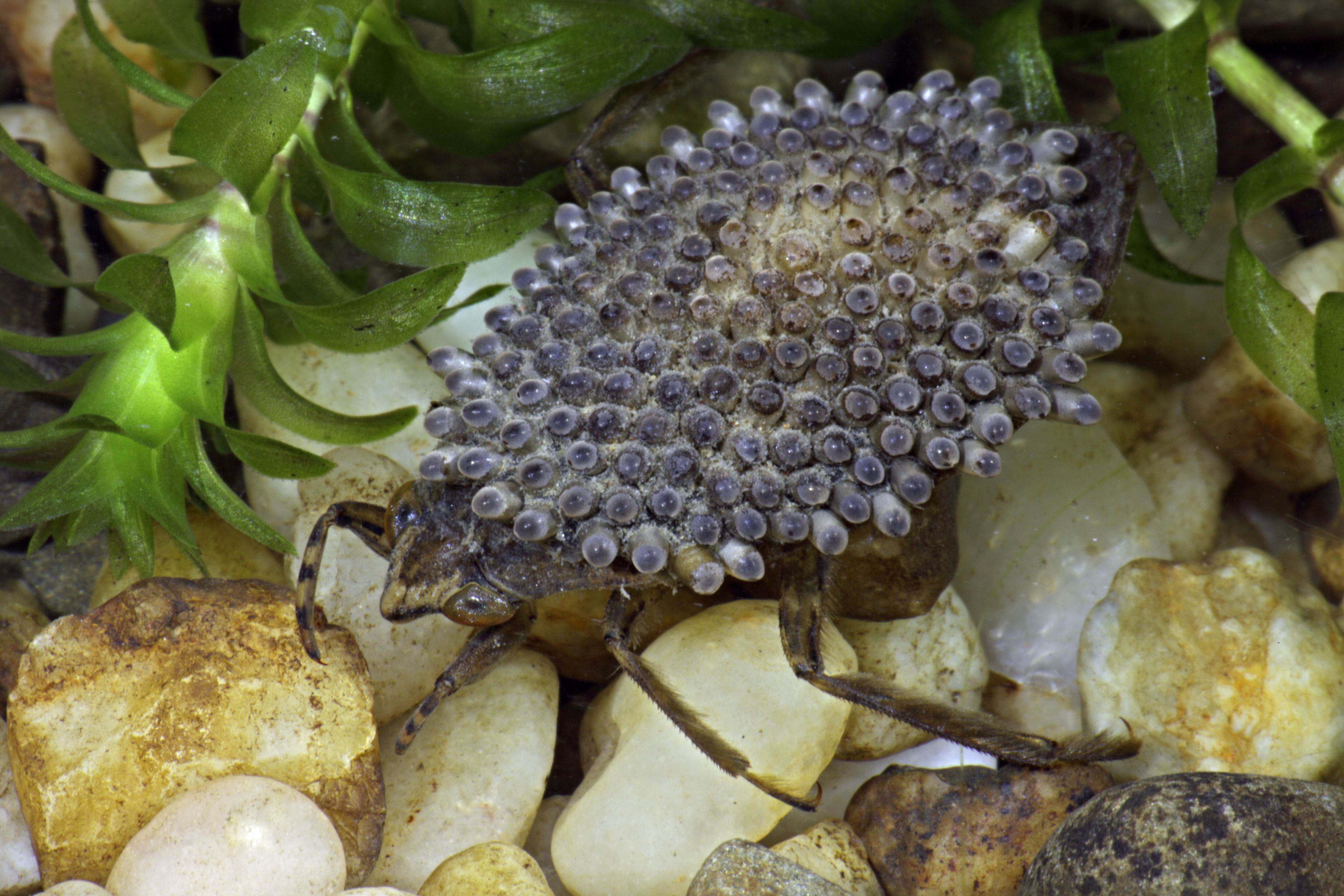 Giant Water Bugs, Family Belostomatidae