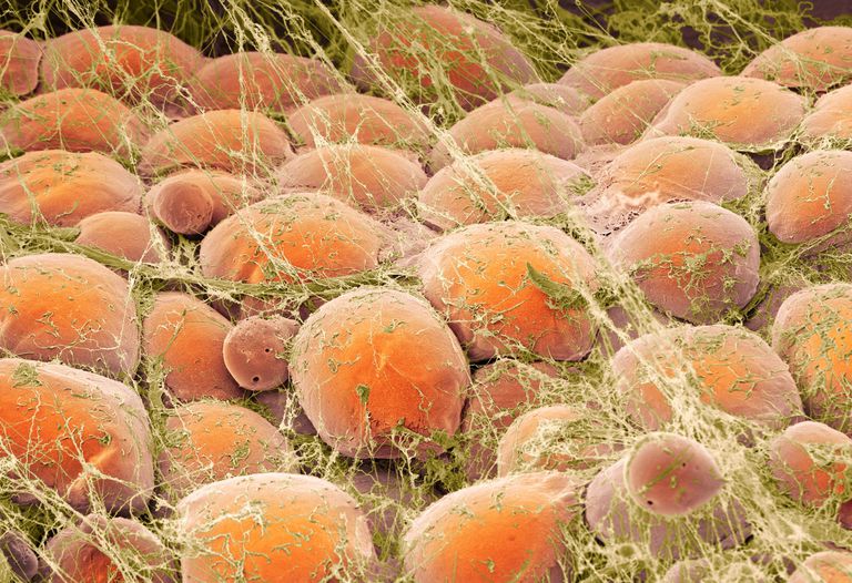 Adipose Tissue: Definition and Examples Biology Diagrams