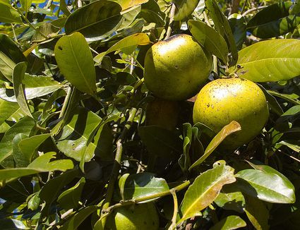 Growing and Sprouting Mango Seeds