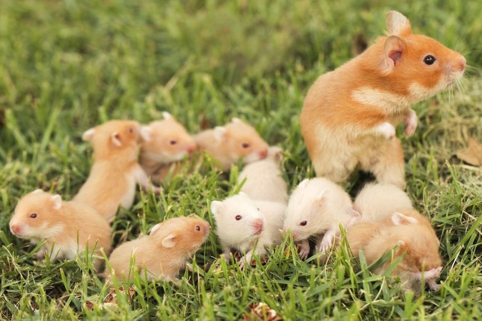 Can Syrian Hamsters Live Together?