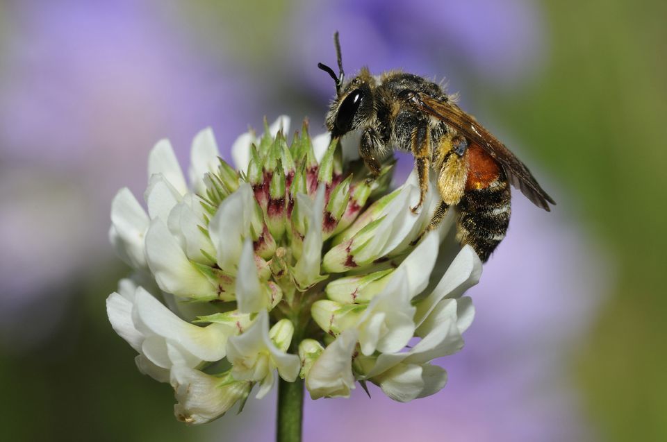 The Best Plants to Attract Bees