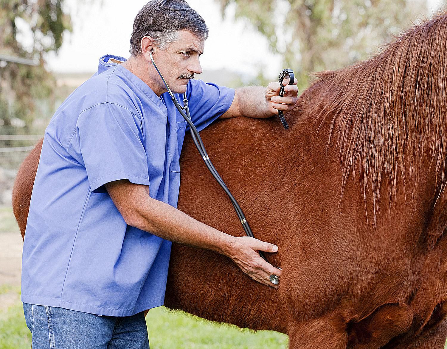 Horse Pulse, Respiration and Temperature