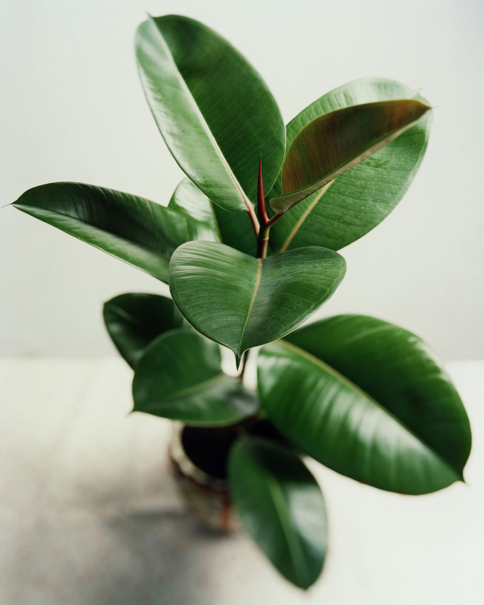 Rubber plant