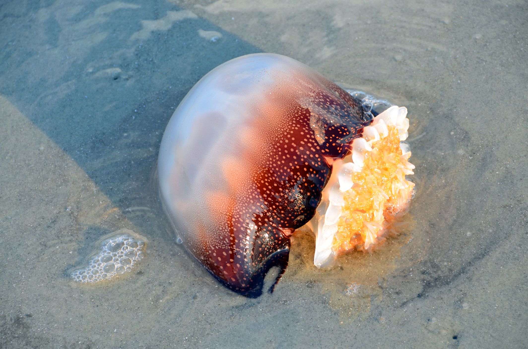 How To Deal With Jellyfish Sting