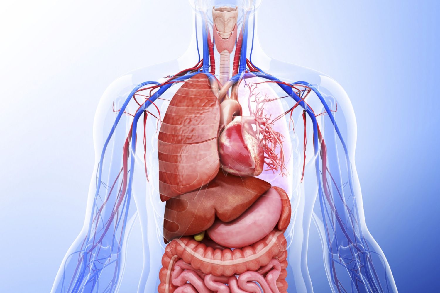What are the organ system in the human body