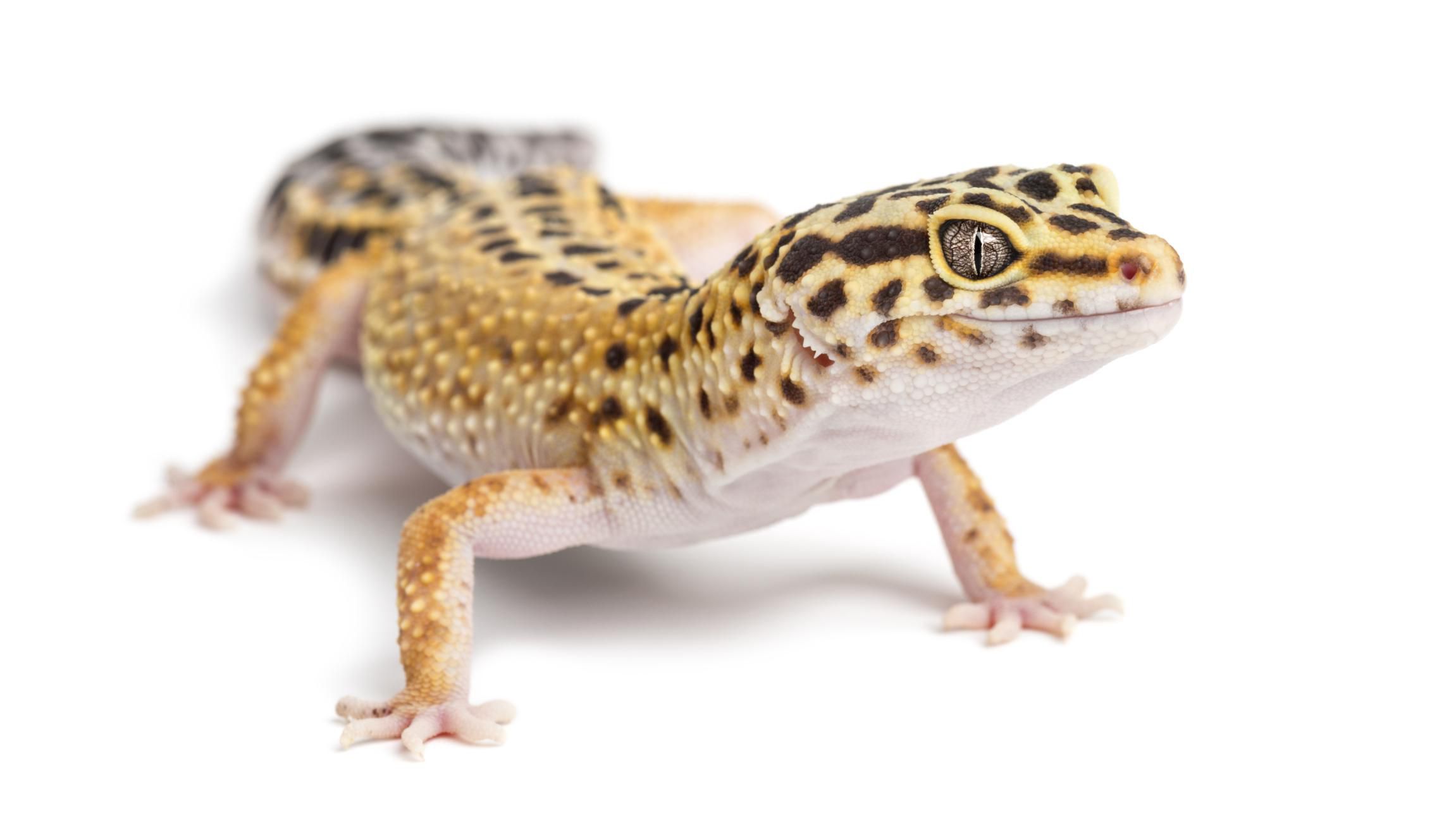 A Guide to Caring for Leopard Geckos