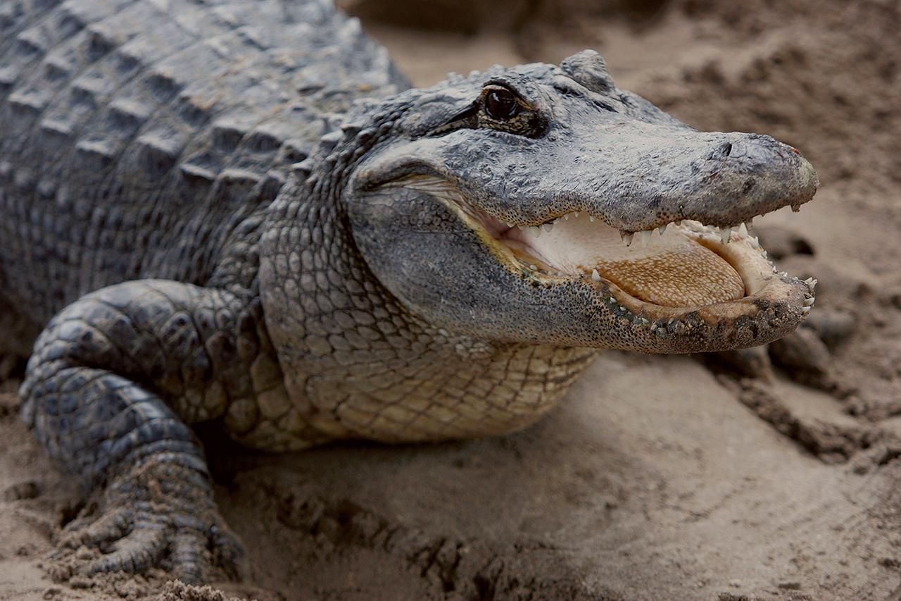 Alligators in the Sewers of New York