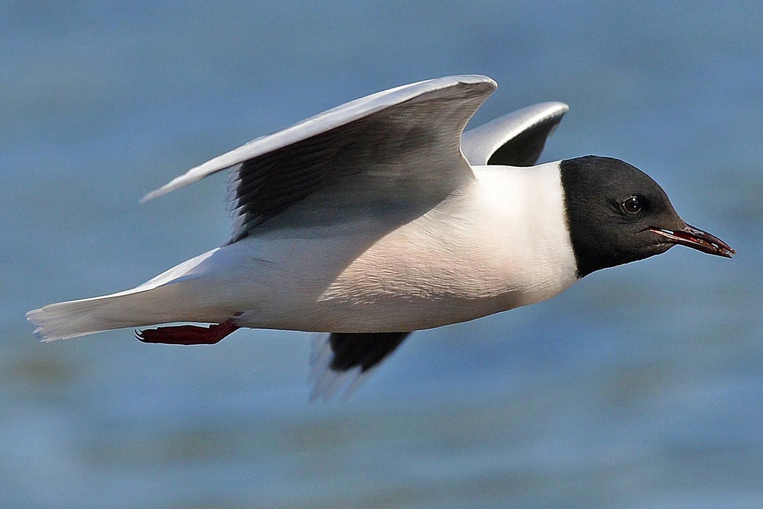 fun-facts-about-gulls-seagull-bird-trivia