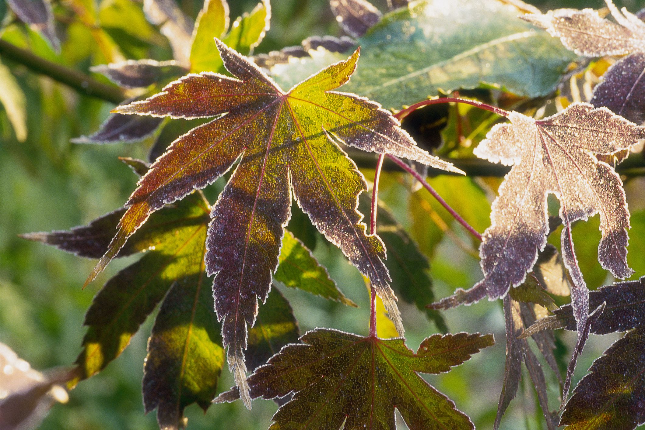 what-are-palmate-leaves-and-which-plants-have-them