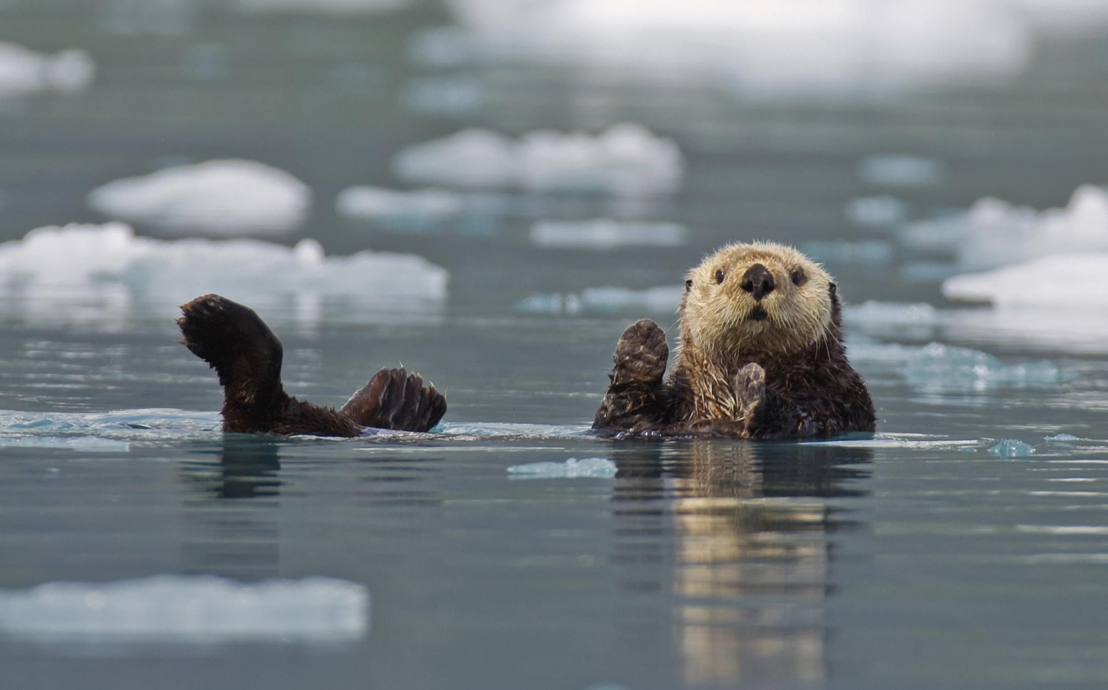 Discover the Smallest Marine Mammal