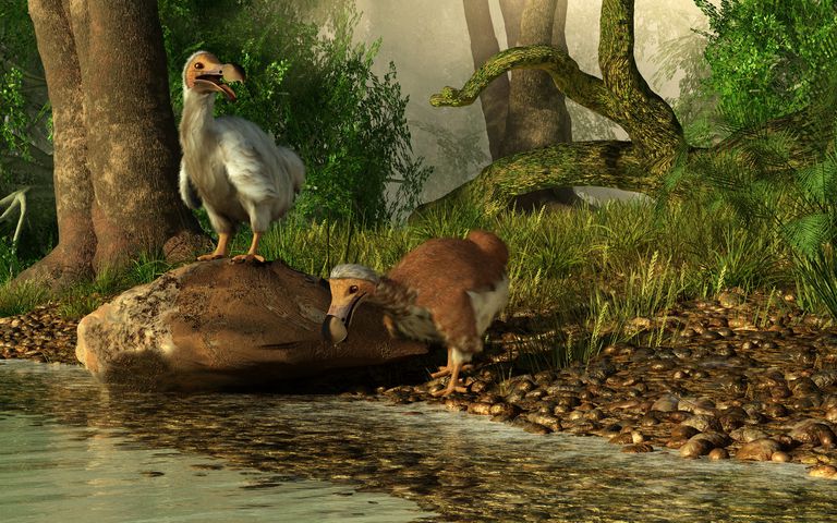 a-pair-of-dodo-birds-drinking-at-a-river--168839765-59a8415e68e1a200139ffab7.jpg