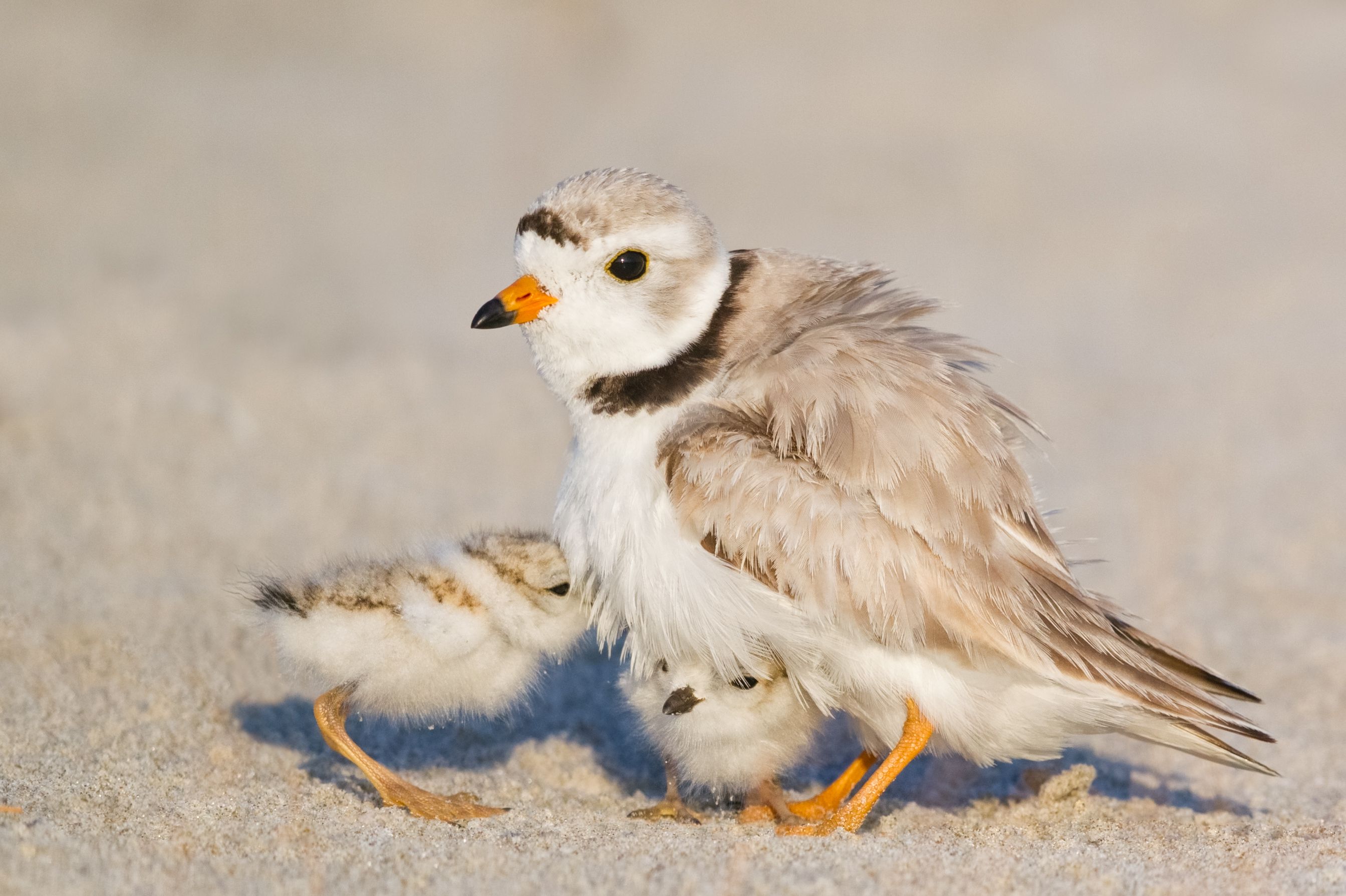 Shorebirds More Likely to Divorce After Successful Mating
