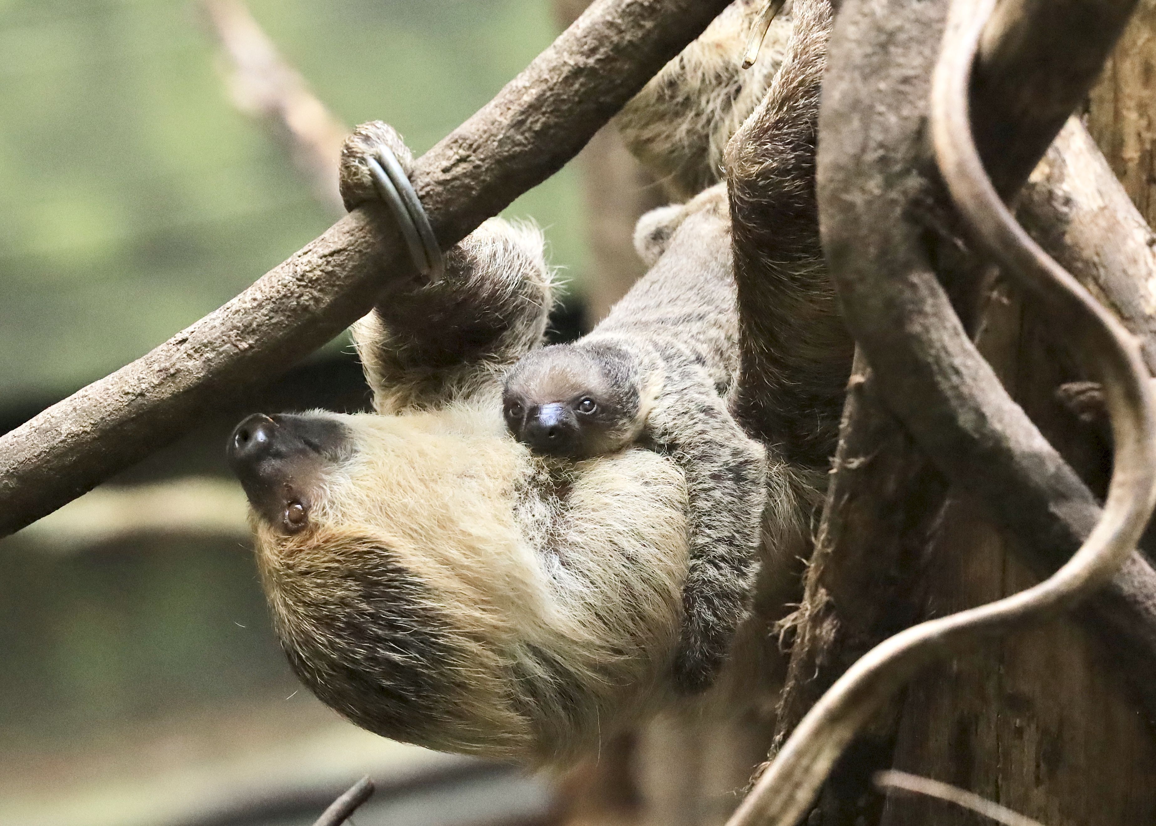 Meet the London Zoos New Baby Sloth