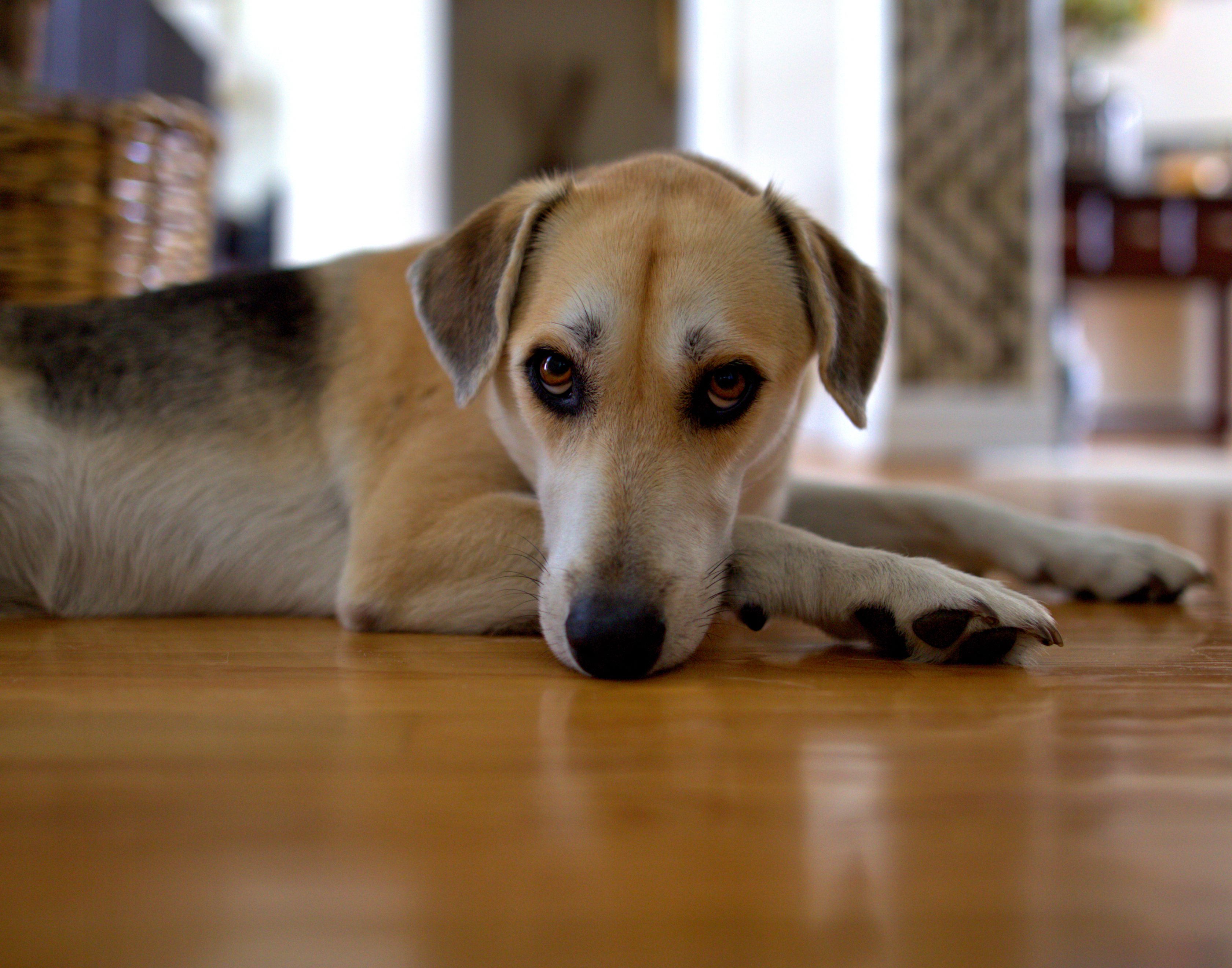 Why Your Dog Is Whining and How to Handle It