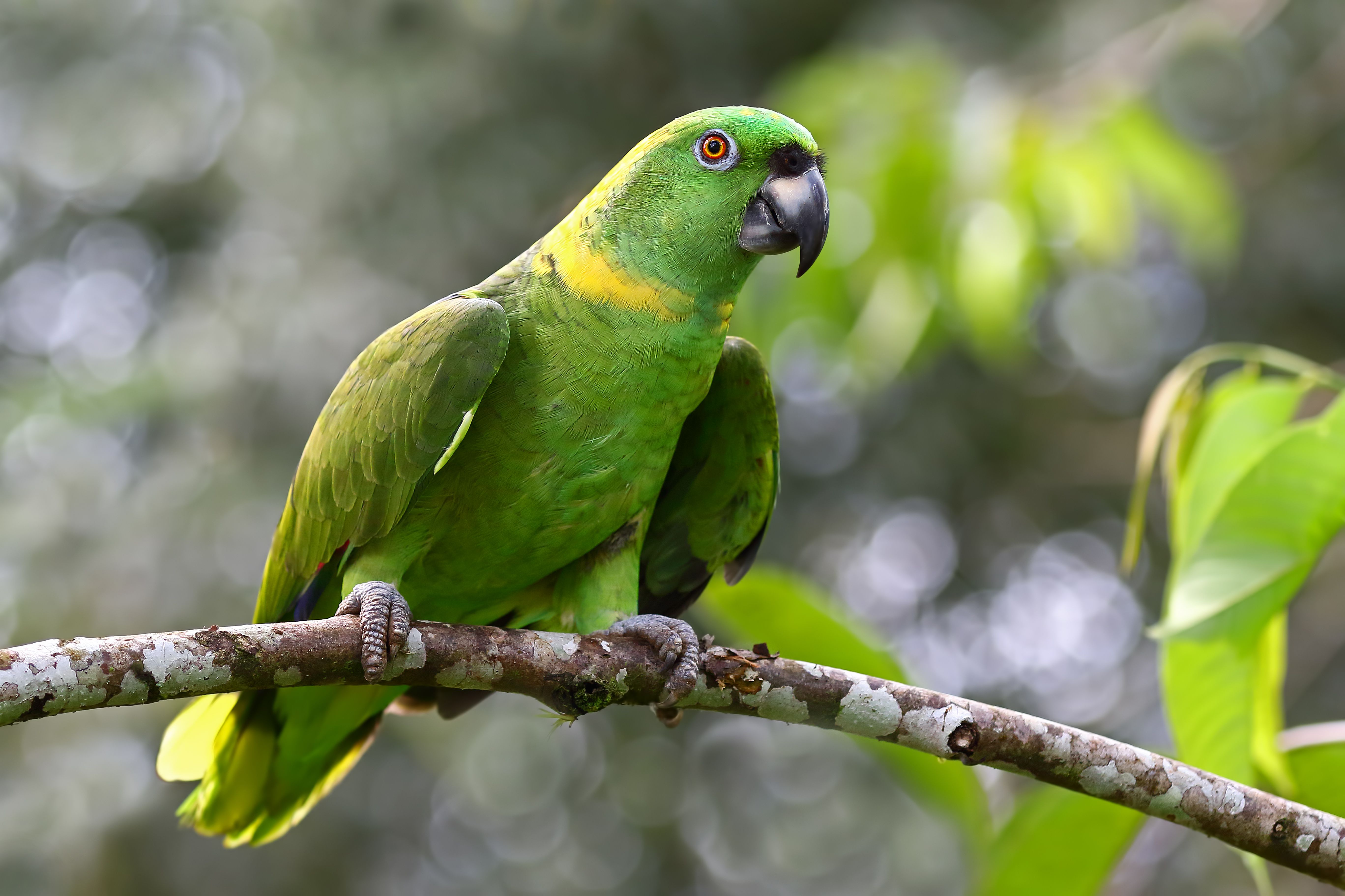природа животные попугаи деревья загрузить