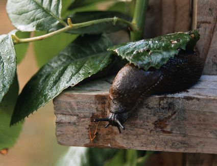 How Do I Get Rid of Earwigs in My Garden?