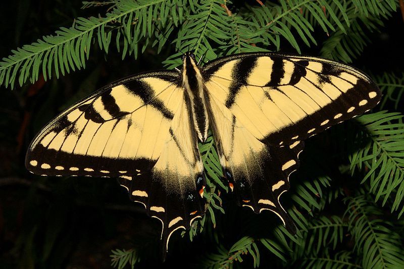 The State Butterfly Of North Carolina Eastern Tiger Swallowtail