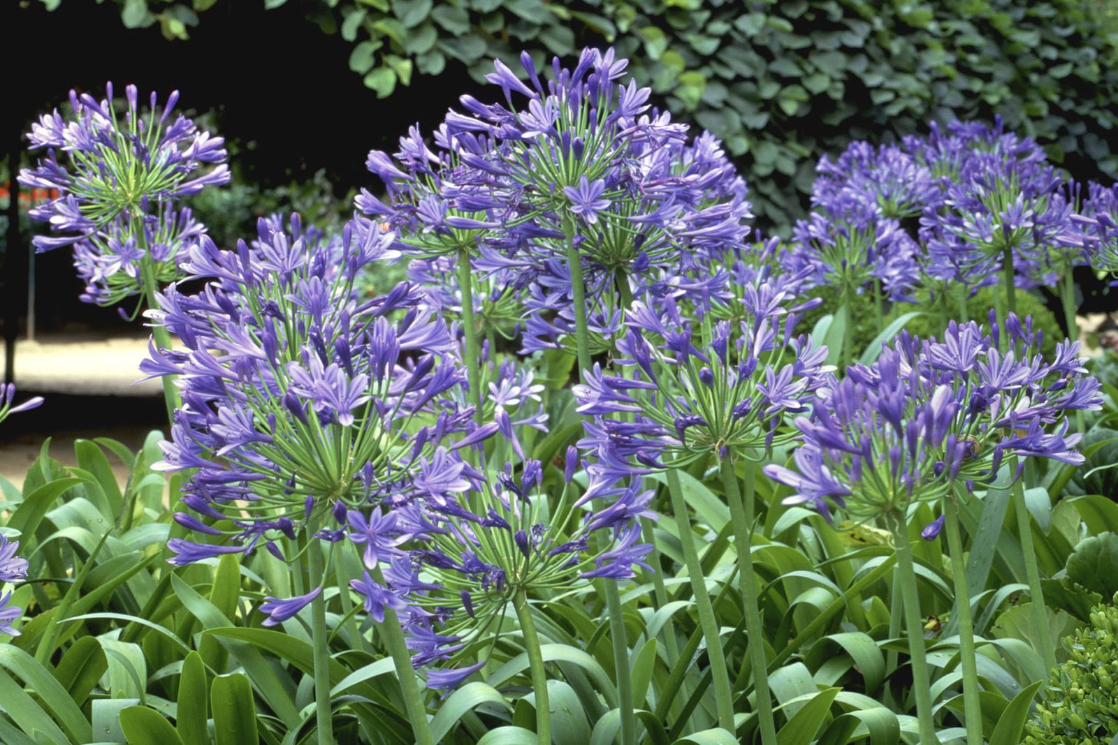 10 Top Summer Blooming Bulbs