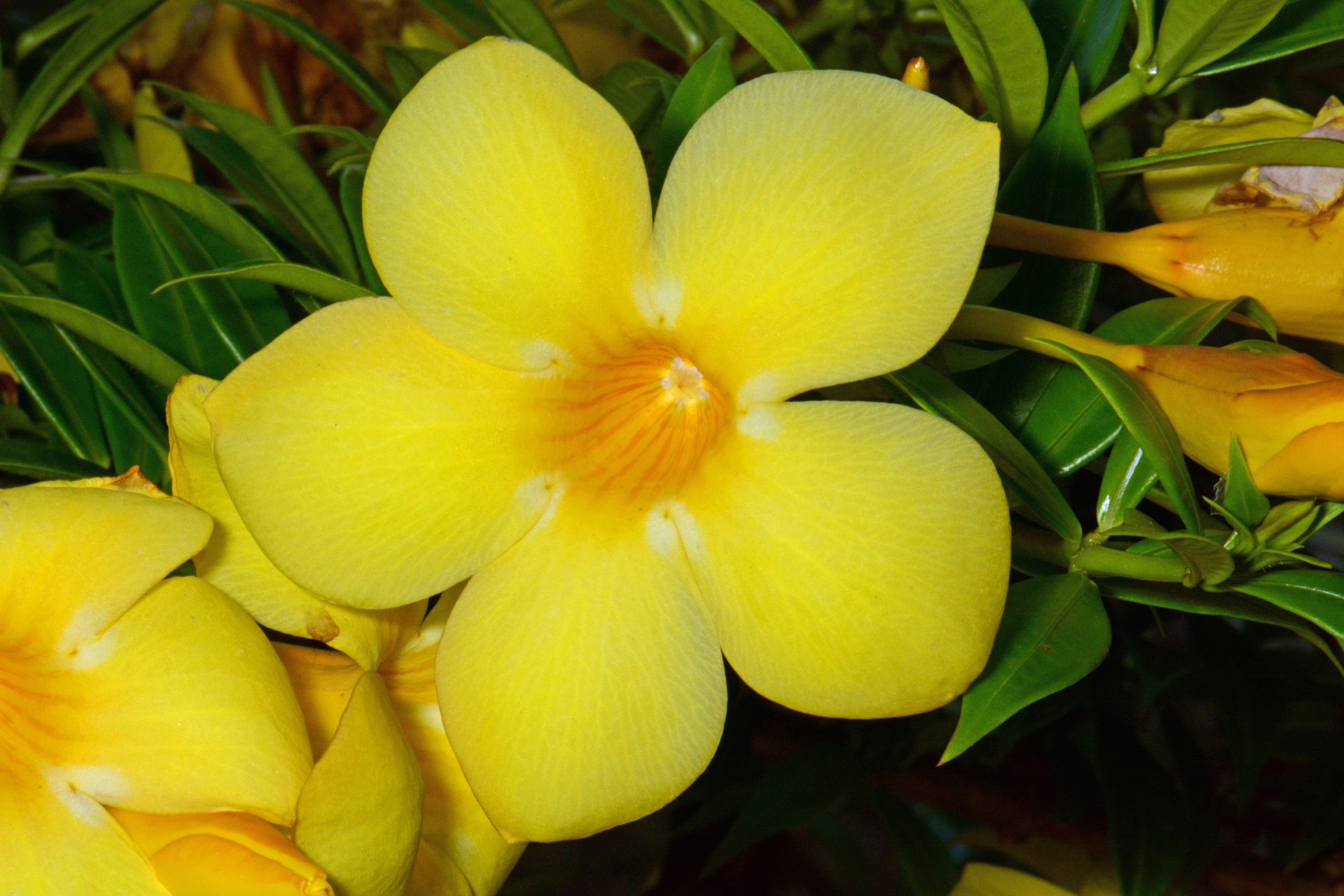 How to Grow Allamanda Indoors