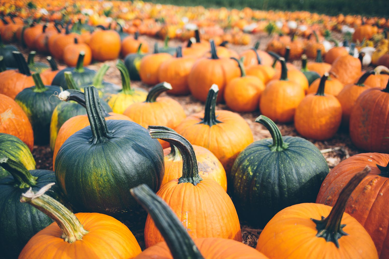 Visiting Pumpkin Patches in Kansas City