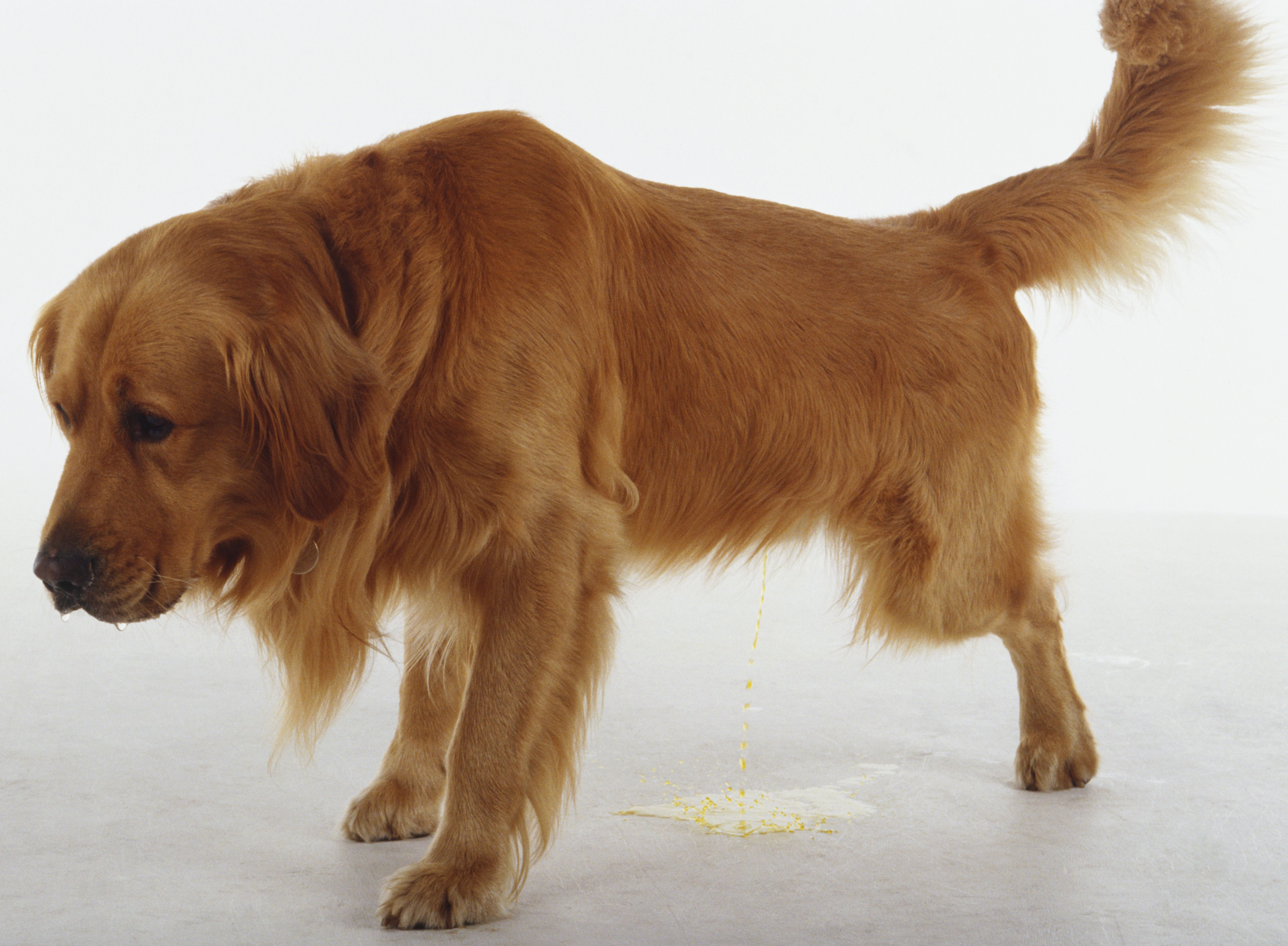 Signs of Common Urinary Problems in Dogs