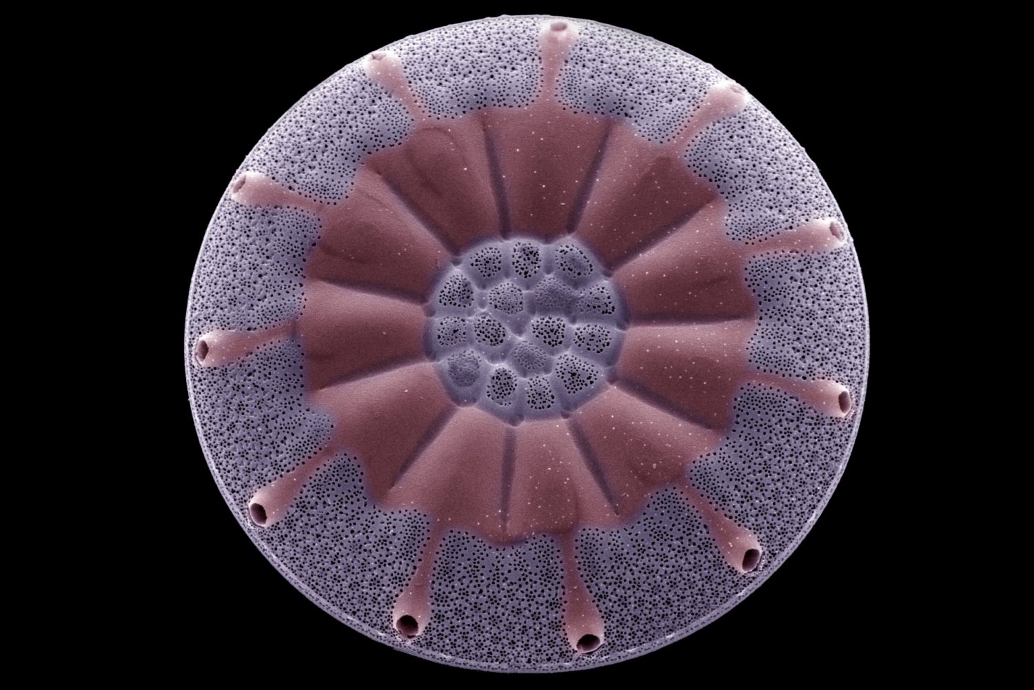 Photosynthetic Organisms - Plants, Algae, Cyanobacteria