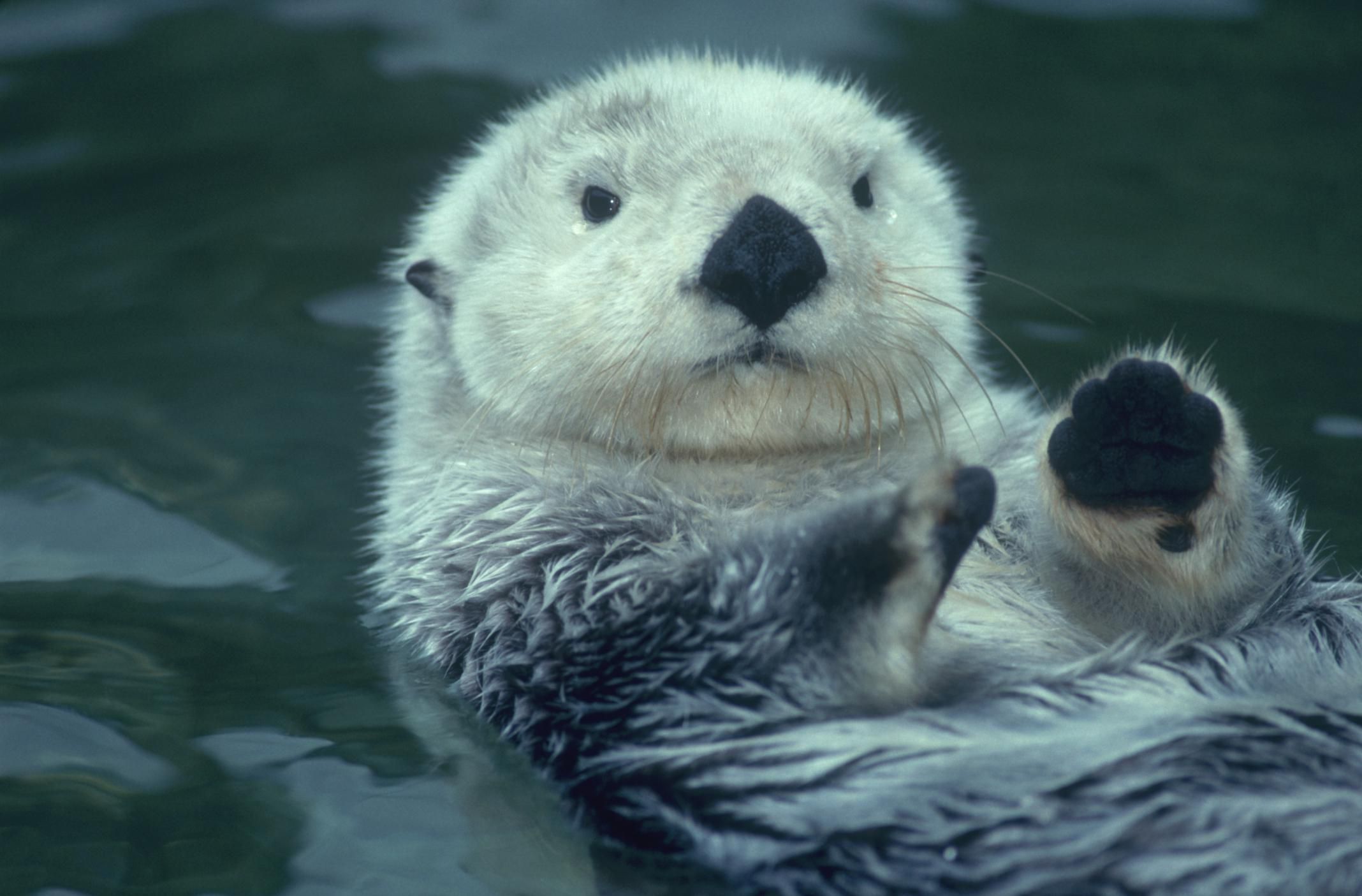 Sea Otter Profile