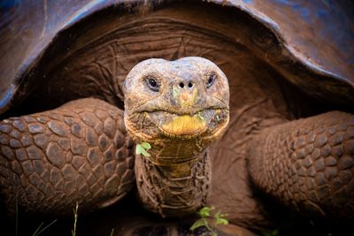 Sea Turtle Pictures - Photos of Sea Turtles