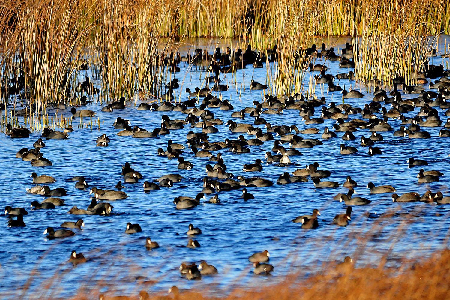 flock meaning