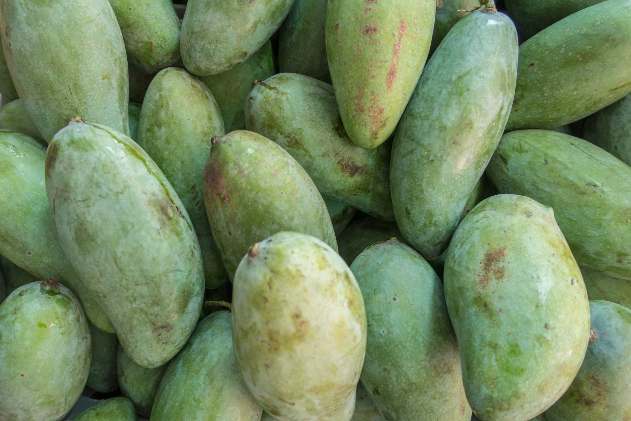 mango seeds growing