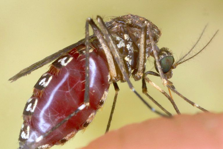 10 Fakta Menarik Tentang Nyamuk