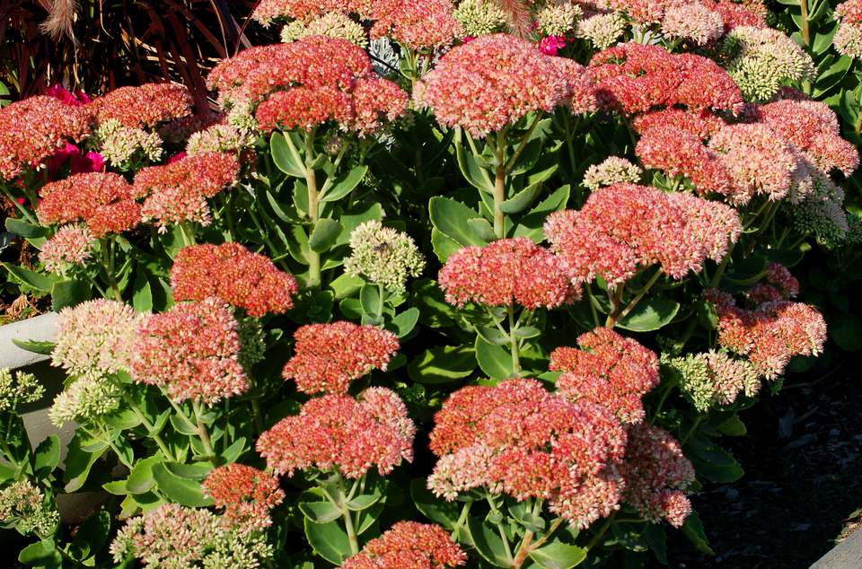 Autumn Joy Stonecrop Flowers: Sedum Plants for Fall