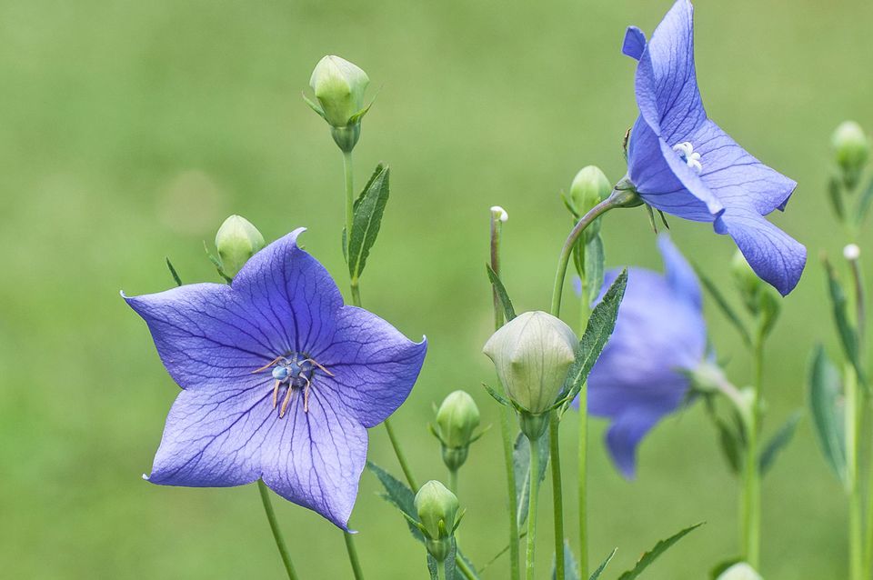 Drought Tolerant Perennial Flowers for Dry Areas