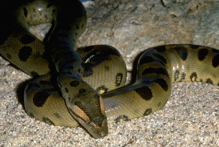 anaconda hijau