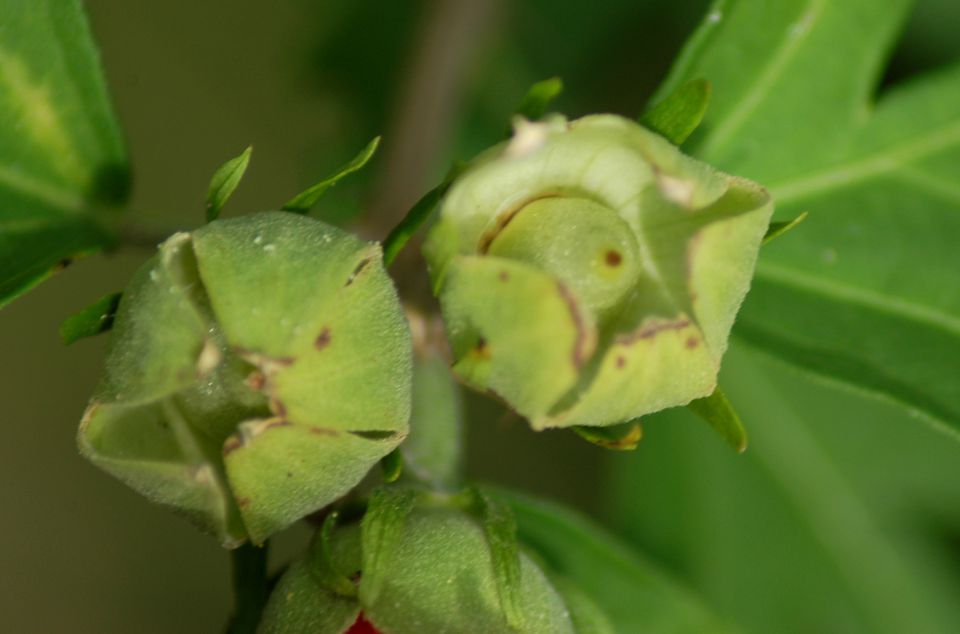 Best Way To Get Rid Of House Plant Flies - how to get rid of indoor plant flies