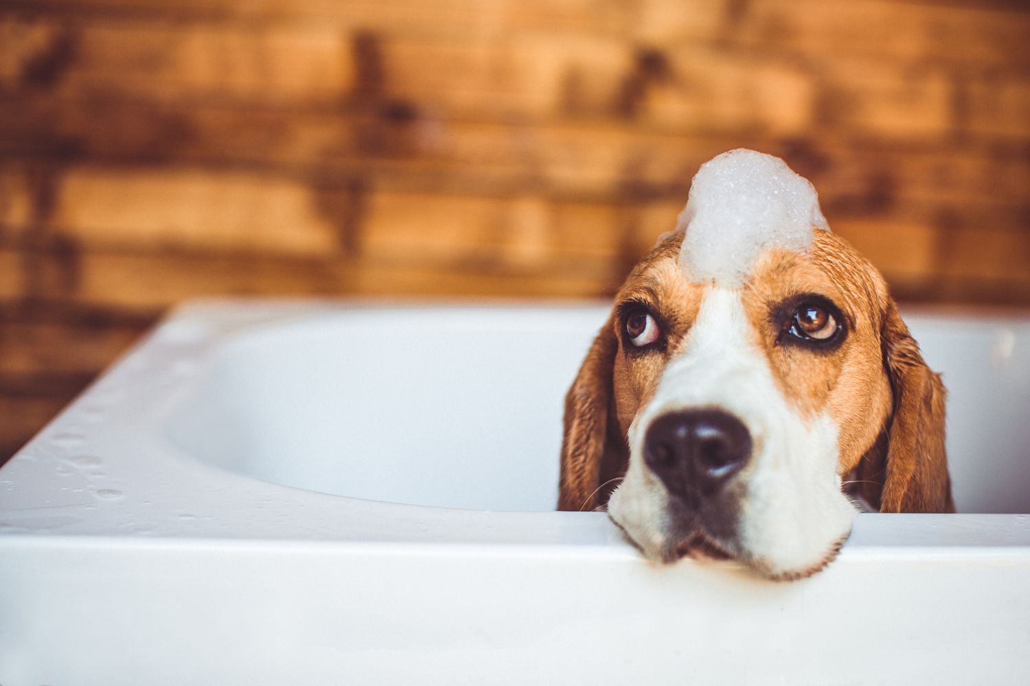 learn-how-to-make-your-own-dog-shampoo-with-baking-soda