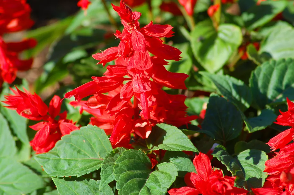 Red salvia