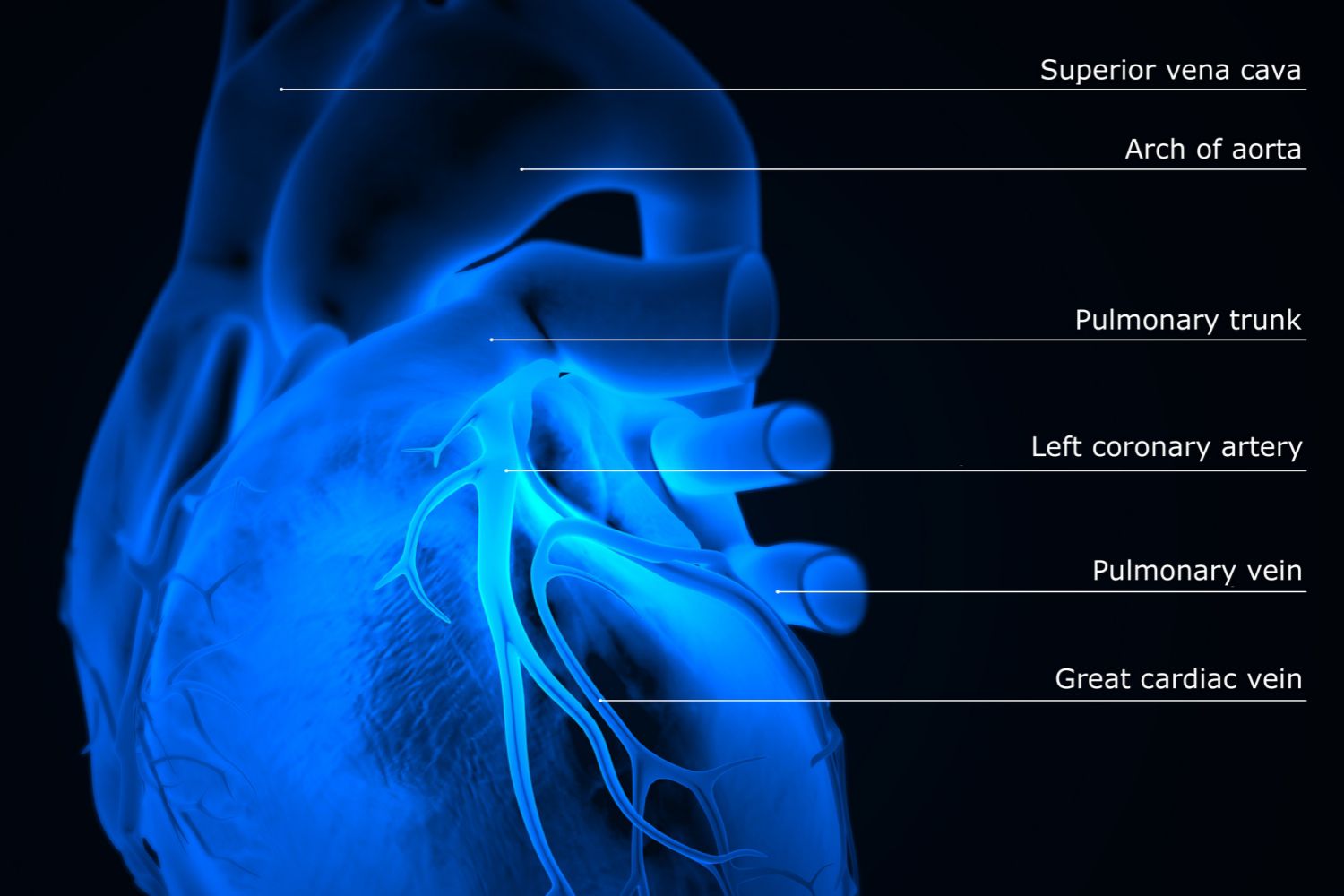 how-the-main-pulmonary-artery-delivers-blood-to-the-lungs