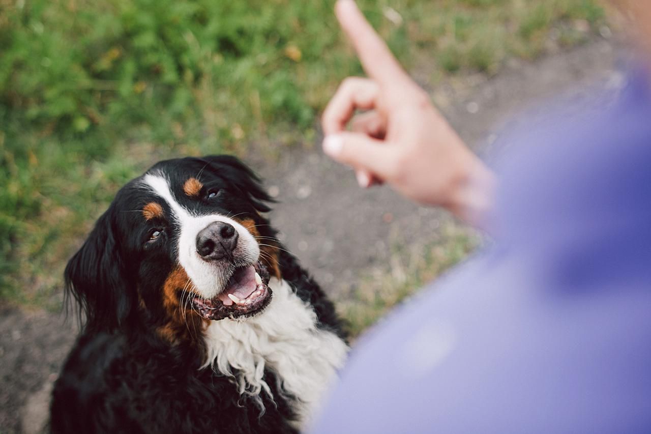 how-to-train-a-deaf-dog-or-hearing-impaired-dog