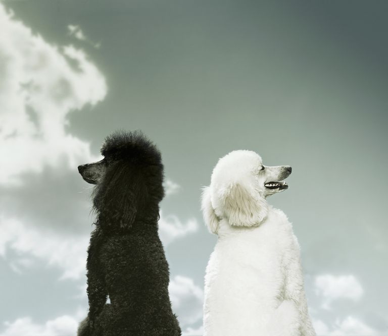 Black and White Poodles Facing Opposite Directions