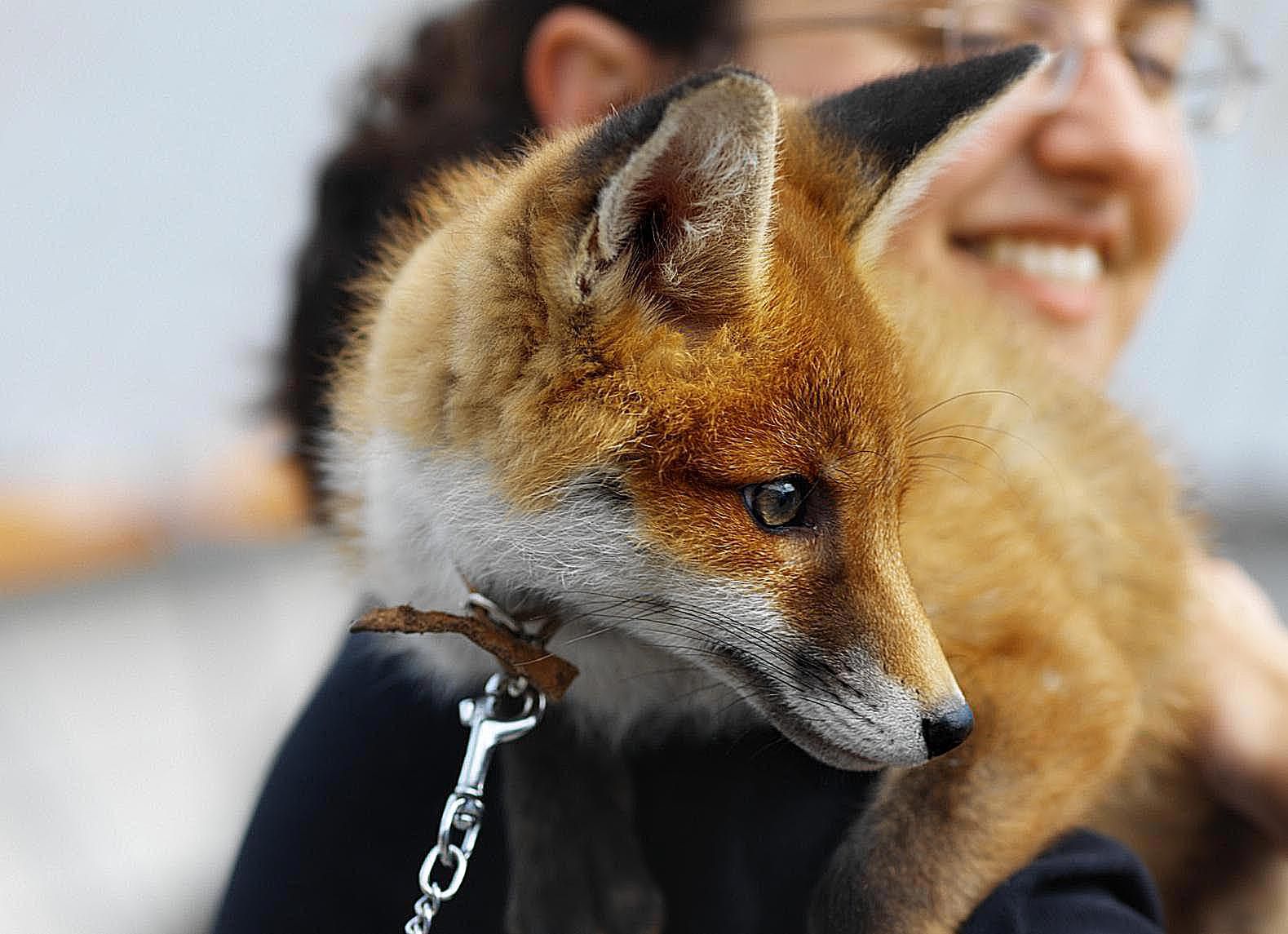 Are Foxes Dangerous To Pets