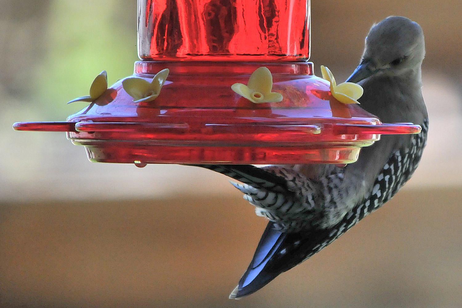 homemade hummingbird nectar recipes
