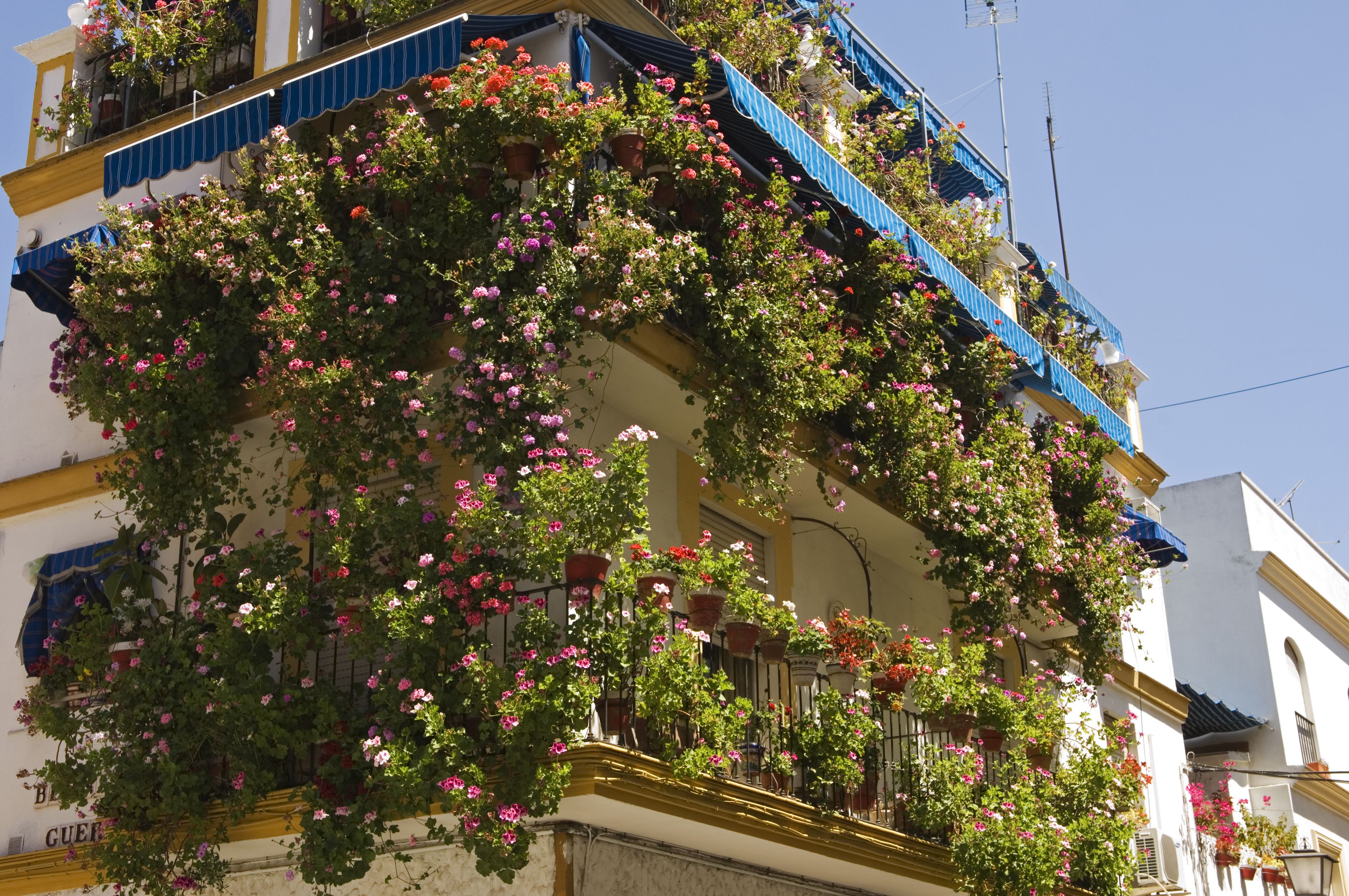 Balcony Flower Gardening for Beginners