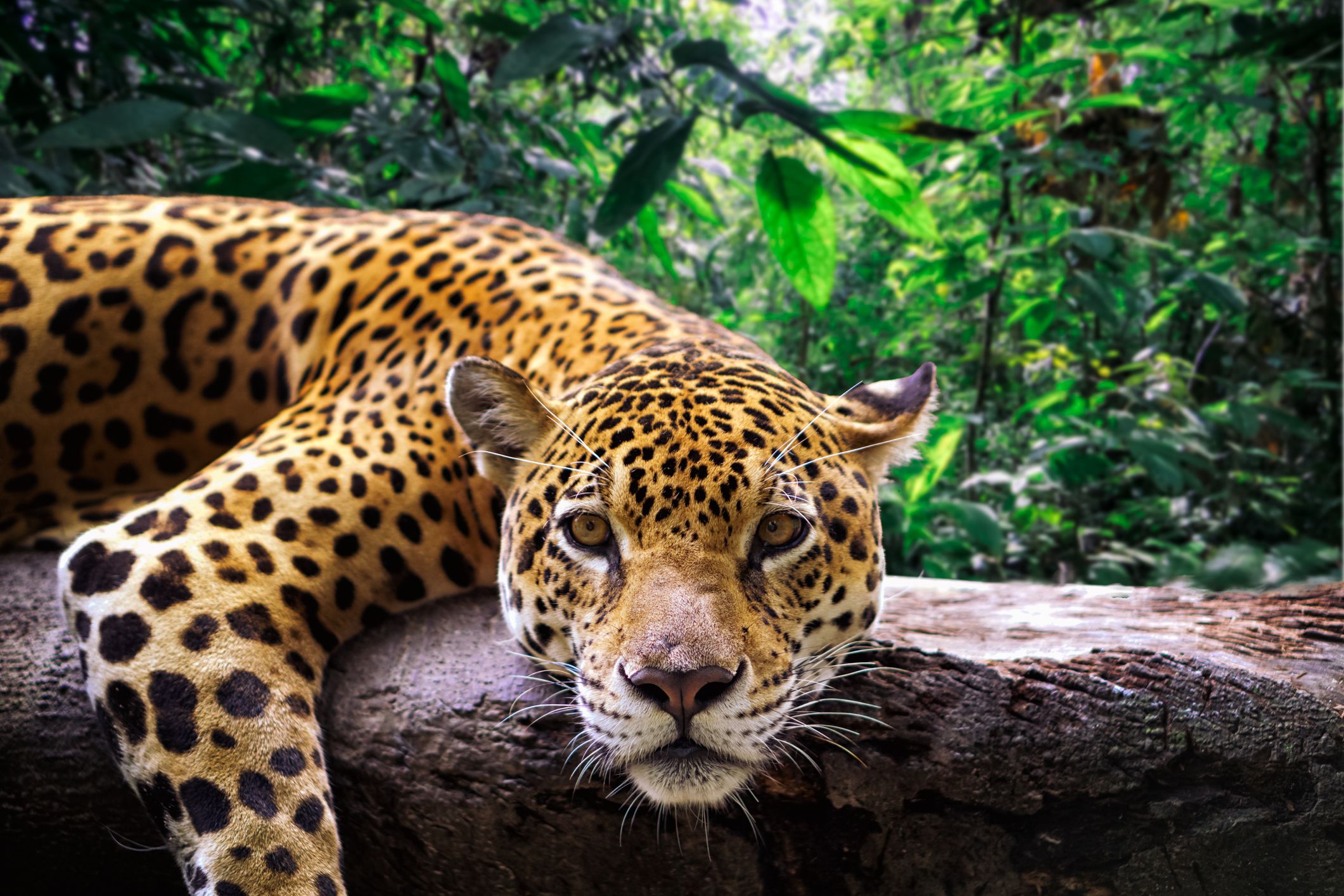 Why Jaguars are Under Siege