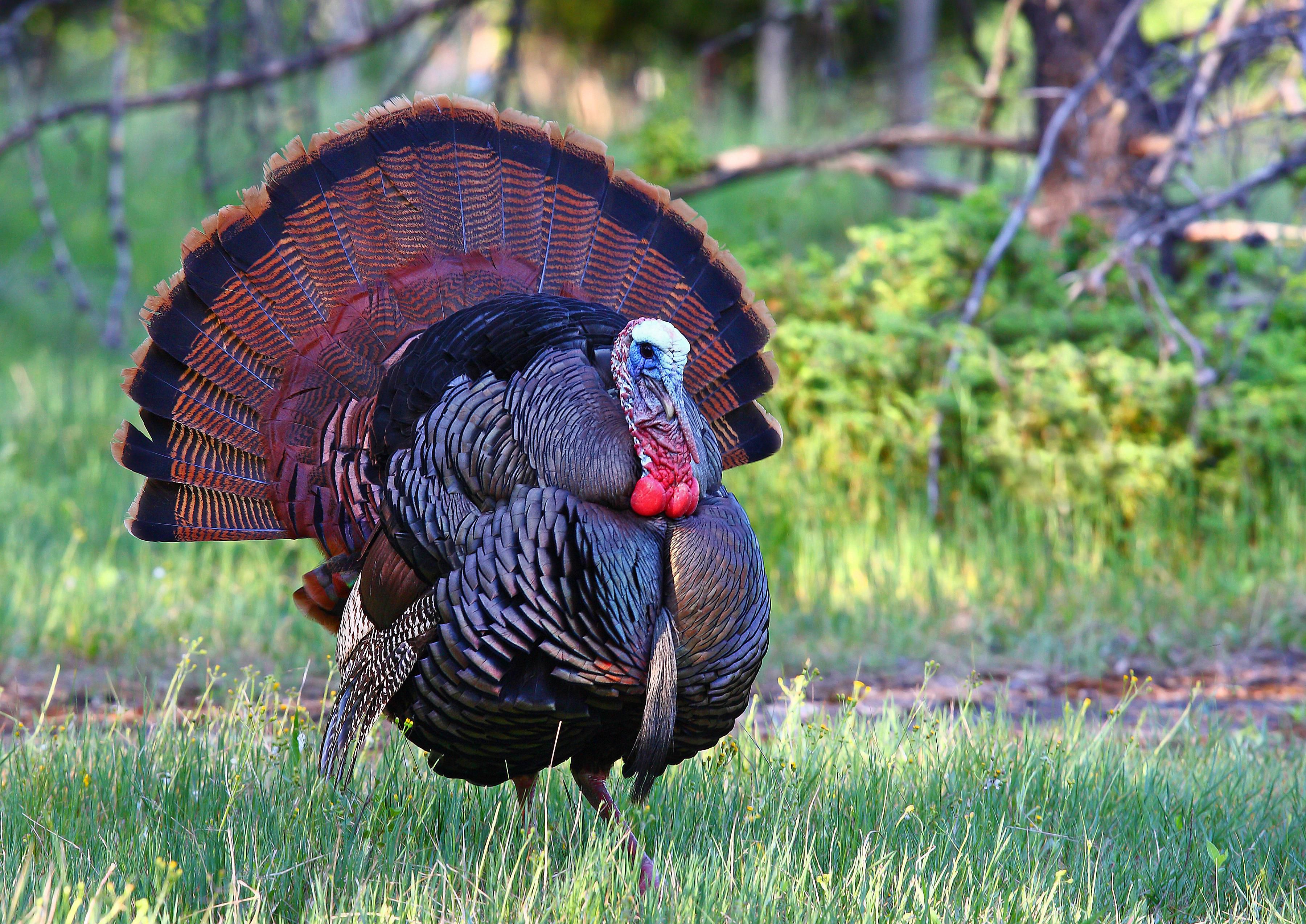 wild-turkey-history-and-culture