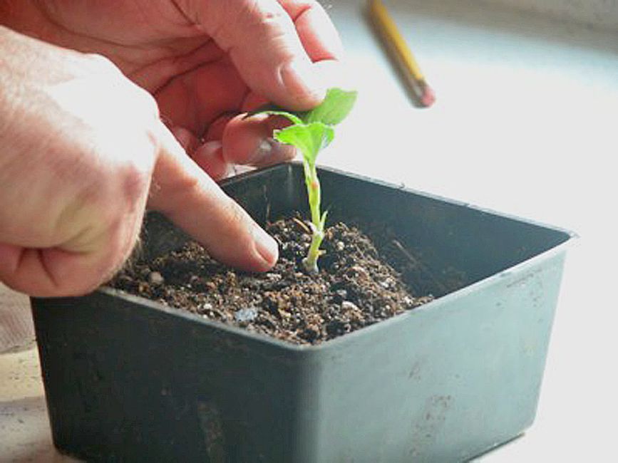 how-to-take-cuttings-from-established-plants