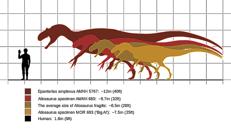 about allosaurus