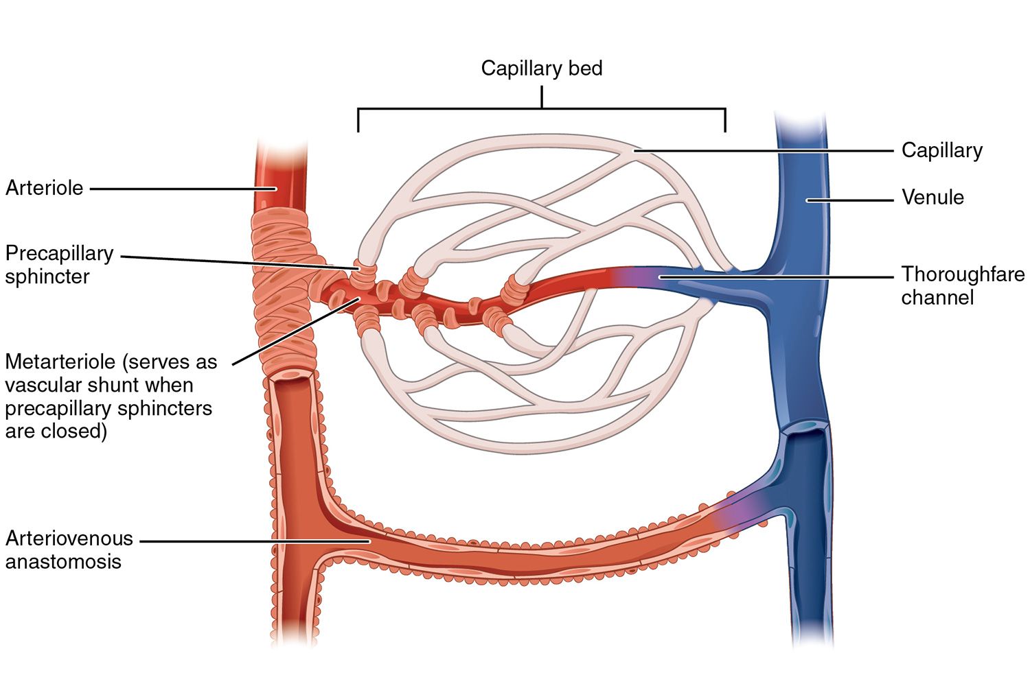 An Illustrated Guide To Capillary Fluid Exchange