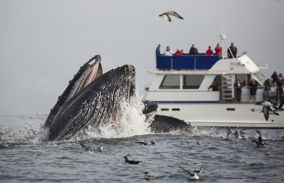 California Whale Watching: Tips to See Them, When to Go